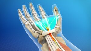 The carpal tunnel